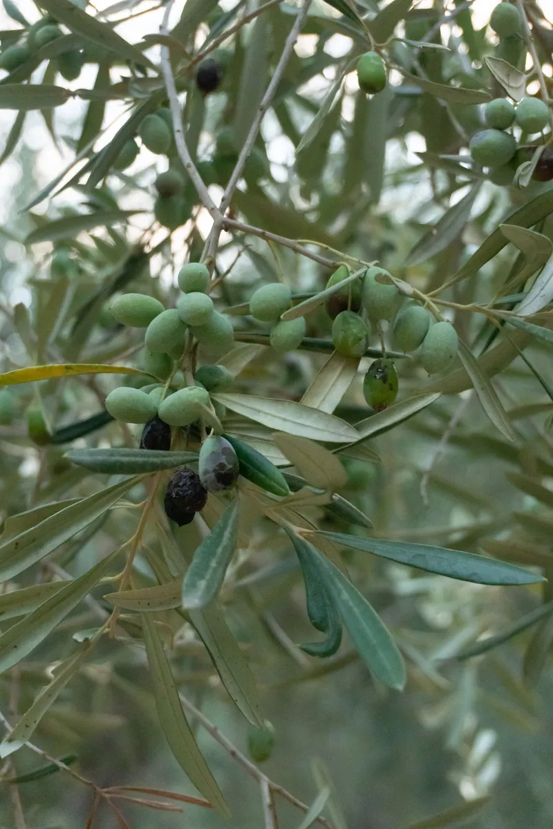 Aceitunas verdes y negras madurando juntas en la rama de un olivo